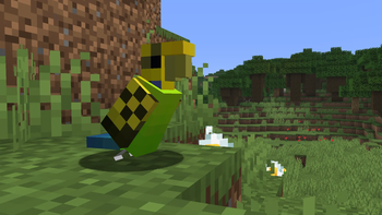 Budgerigar