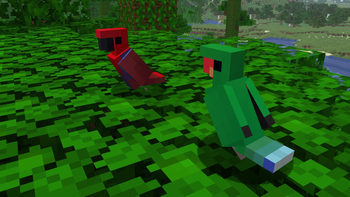 Eclectus Parrots