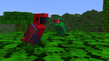Eclectus Parrots