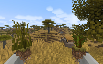 Savanna