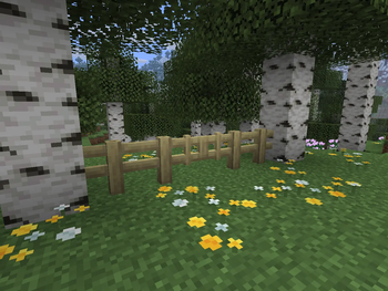 Birch - After