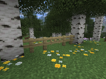Birch - Before