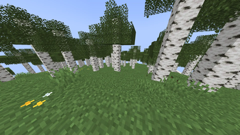 Birch forest