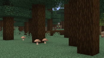 Taiga biome