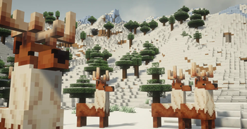 Reindeer
