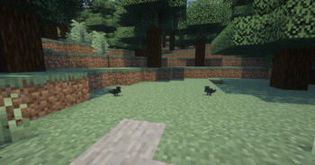 Crow