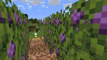 Vineyards