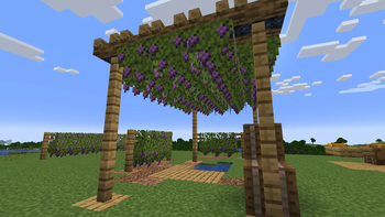 Hanging Vine Plants
