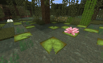 Lily Pads