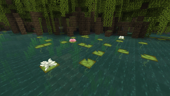 Mangrove Swamp