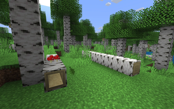 Hollow Logs & Fallen Trees