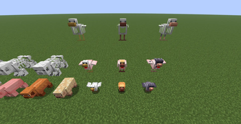 Chickens