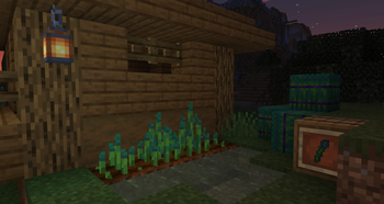 Asparagus