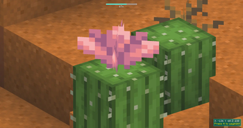Zooming in on the cactus thing