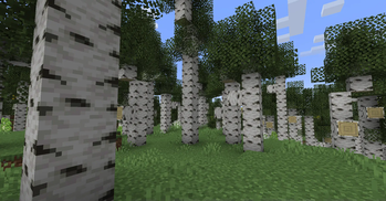 Birch Forest