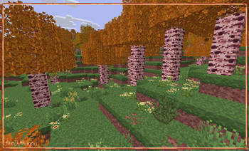 Birch Forest!