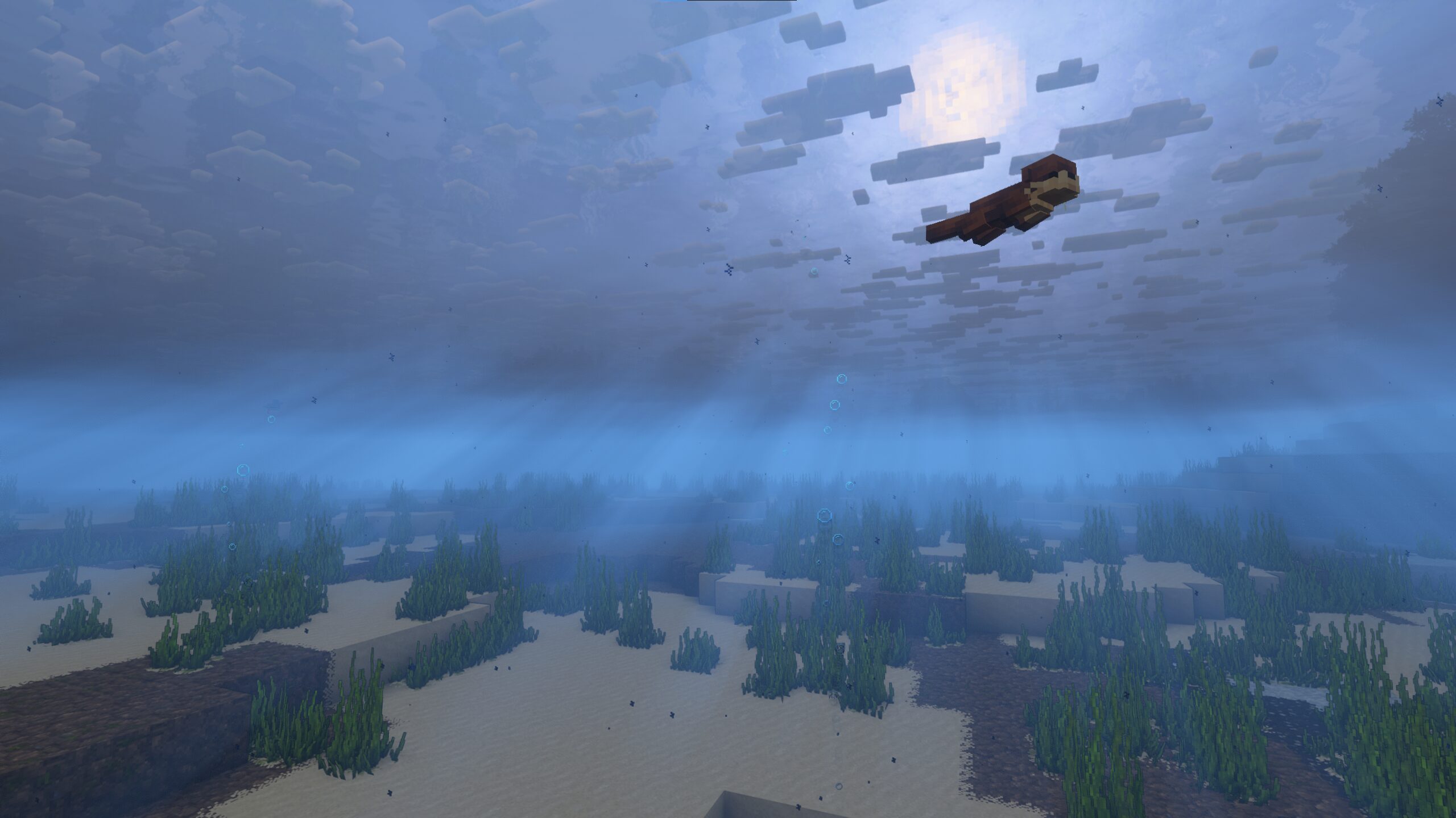 An otter swims under the lake surface