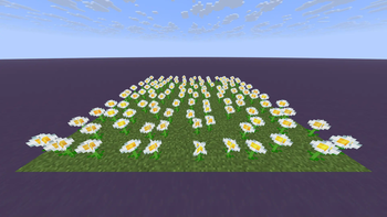 Oxeye Daisies