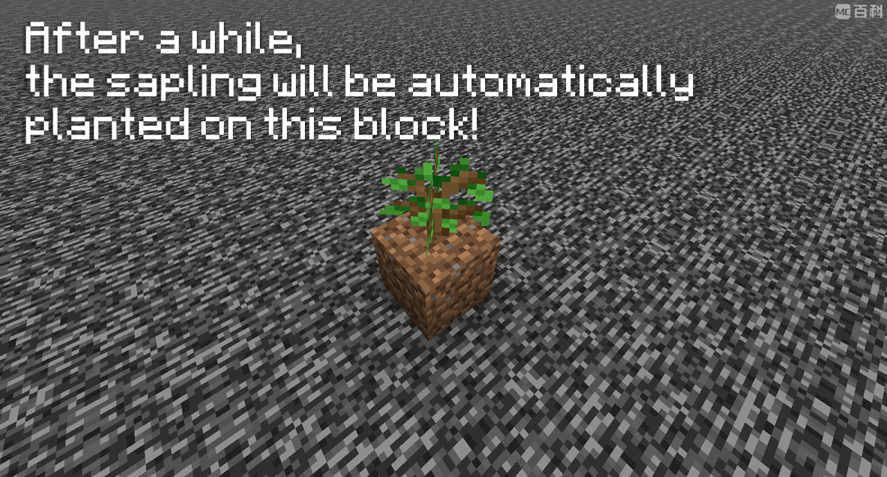 sapling plant sapling plant