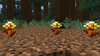 Golden Dandelions
