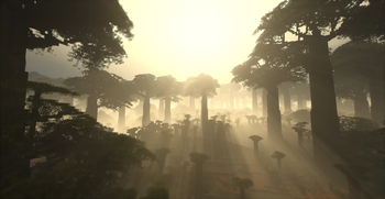 Baobab Forest