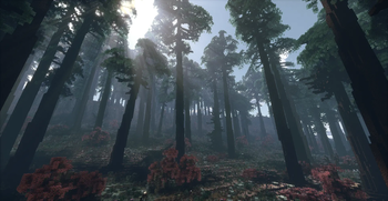 Giant Pine Forest
