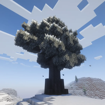 Snowy Pale Oak