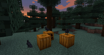 Crows standing on pumpkins