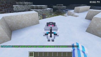 The racoon