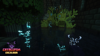 Coralssus
