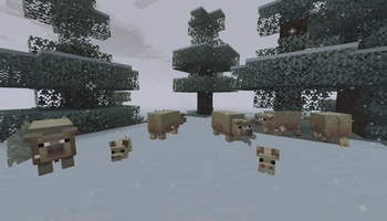 Snowy Pigs