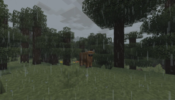 Rainy Taiga