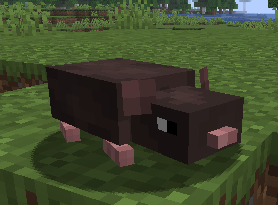 Rat