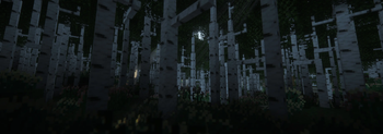 Dense Birch Forest