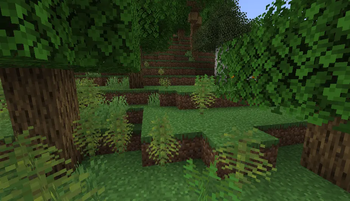 Forest Plant