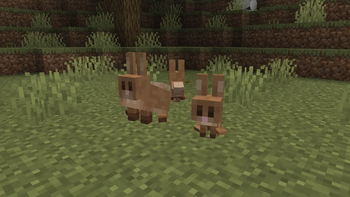 Rabbit and kit