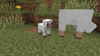 Lamb