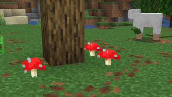 Some mushrooms by a tree