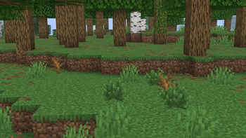 Dead bushes and a tree with vines