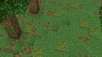 A moss patch on the ground