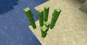 Singular Sugar Cane 