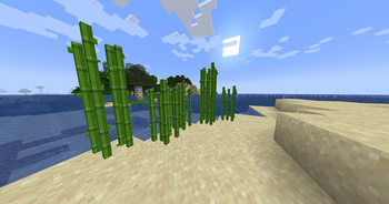 Sugar Canes on the Shore