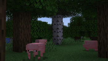Pigs