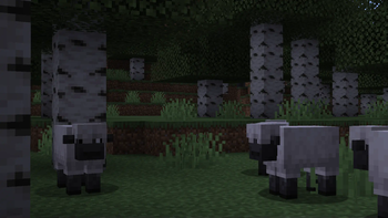 Sheep