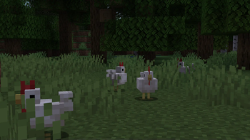 Chickens