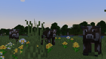 Cows