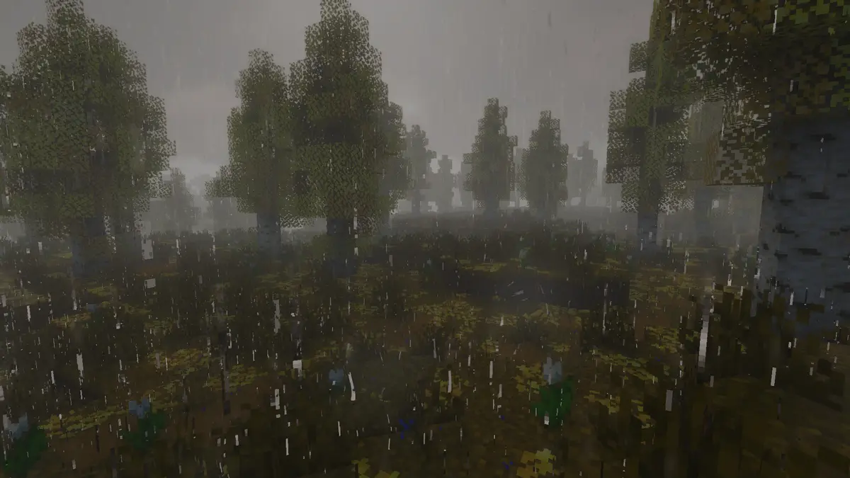 silver birch forest in the rain