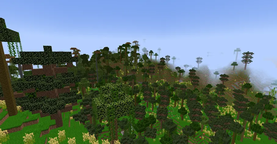 a less dense rainforest with branchy trees