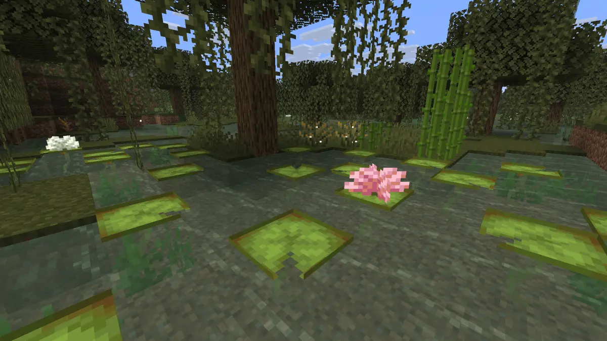 Lily Pads with Loti floating on a pond in a Swamp