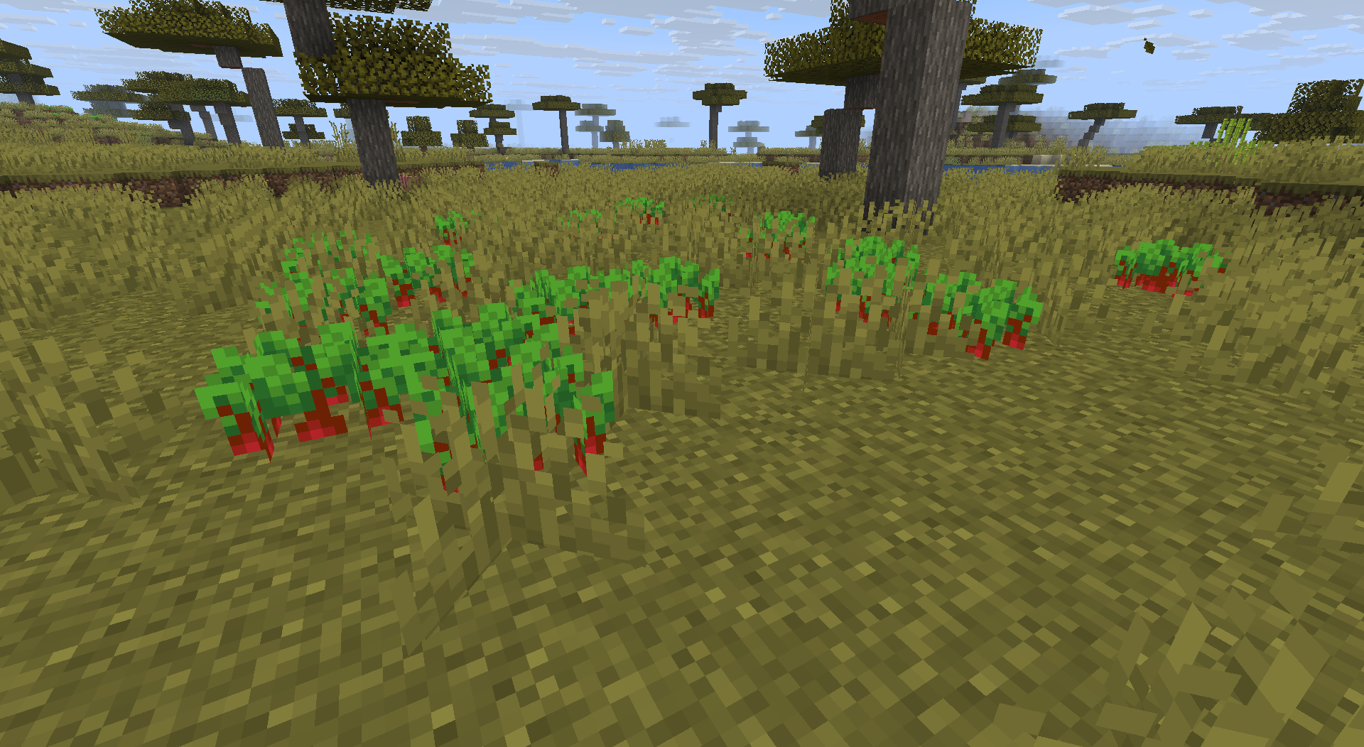 A patch of beetroots growing in a savannah biome, with various acacia and oak trees present in the background